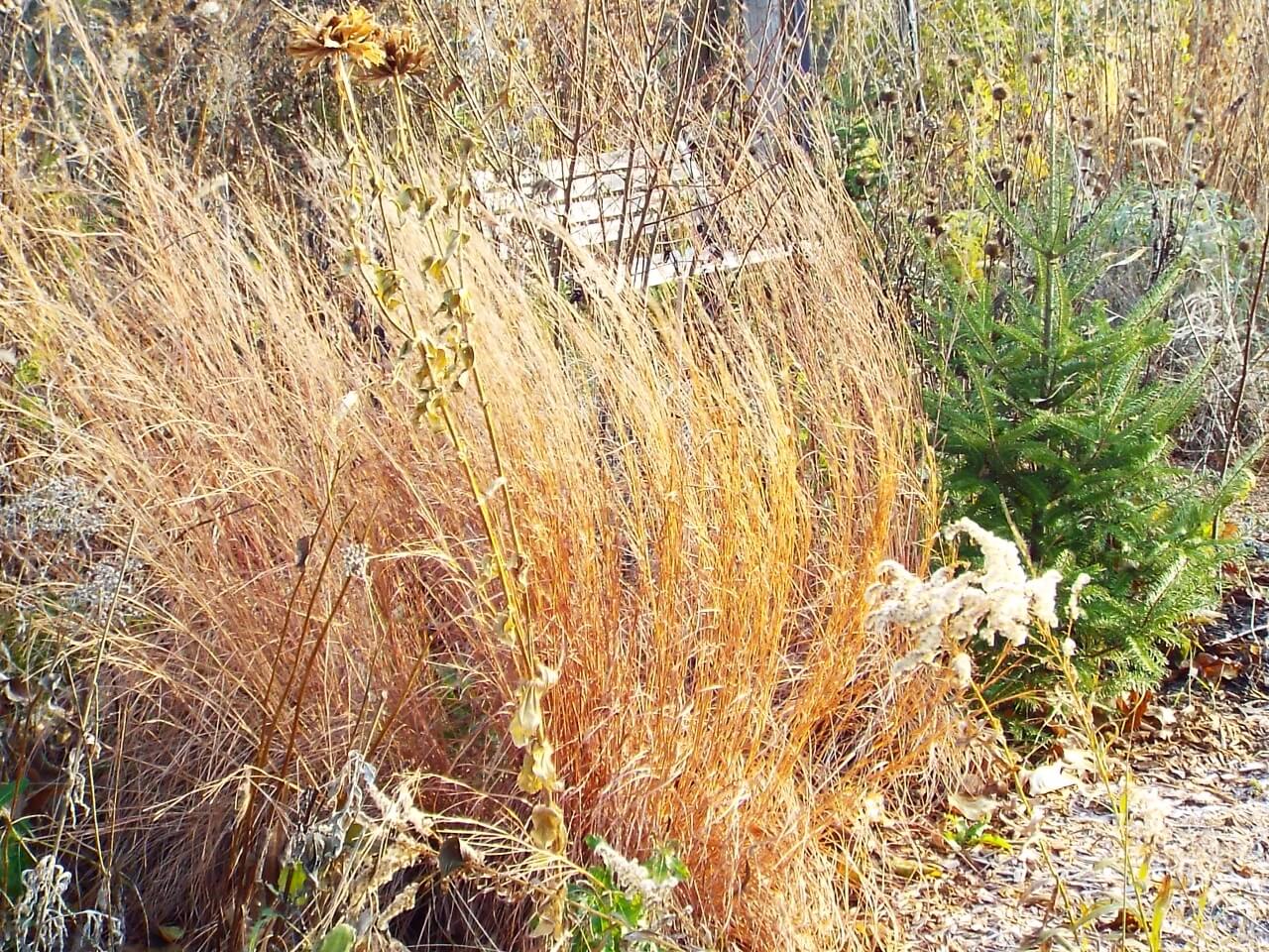 Should you cut back your native grasses in the Winter?