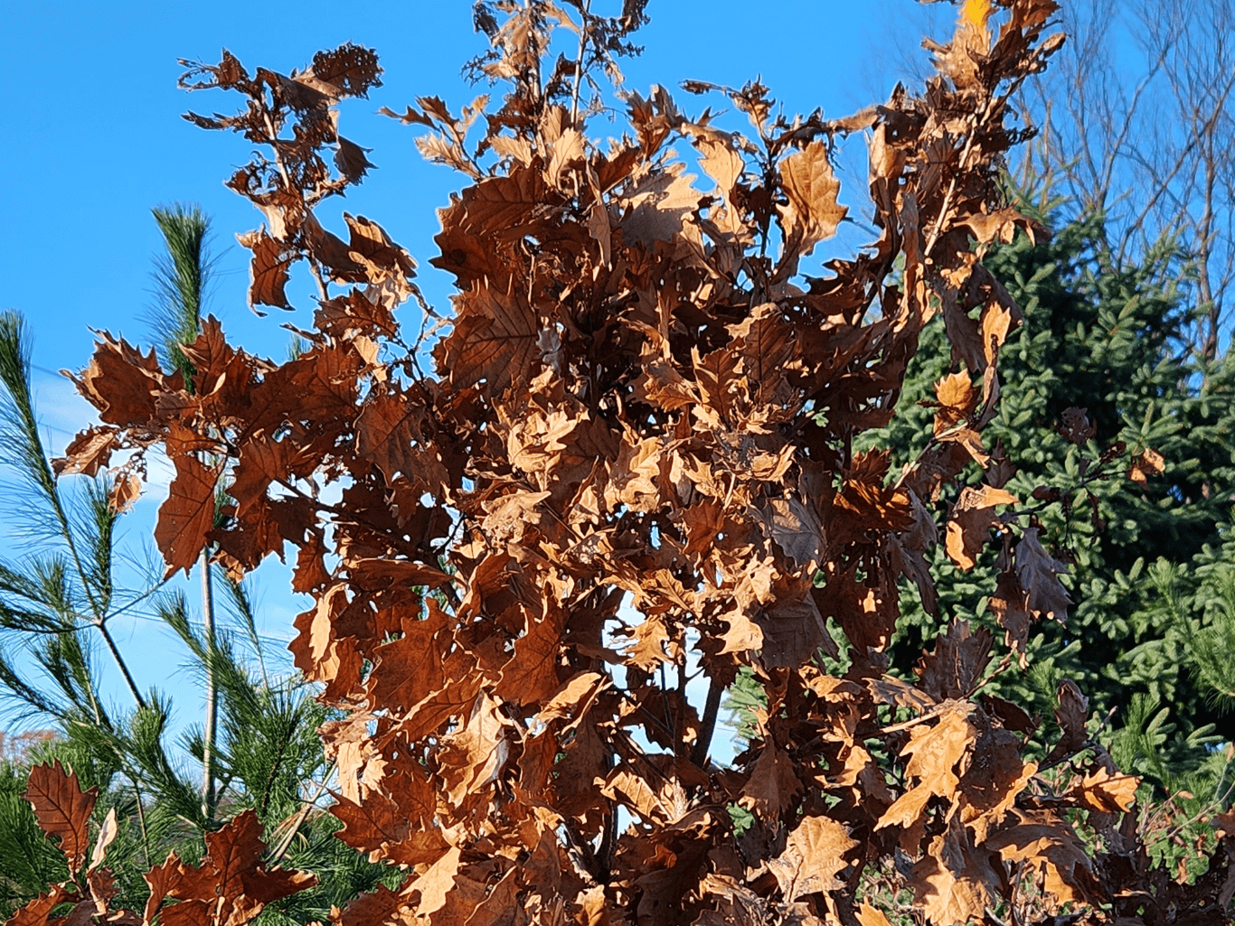 Why Don’t Young Oaks Lose Their Leaves in Winter?