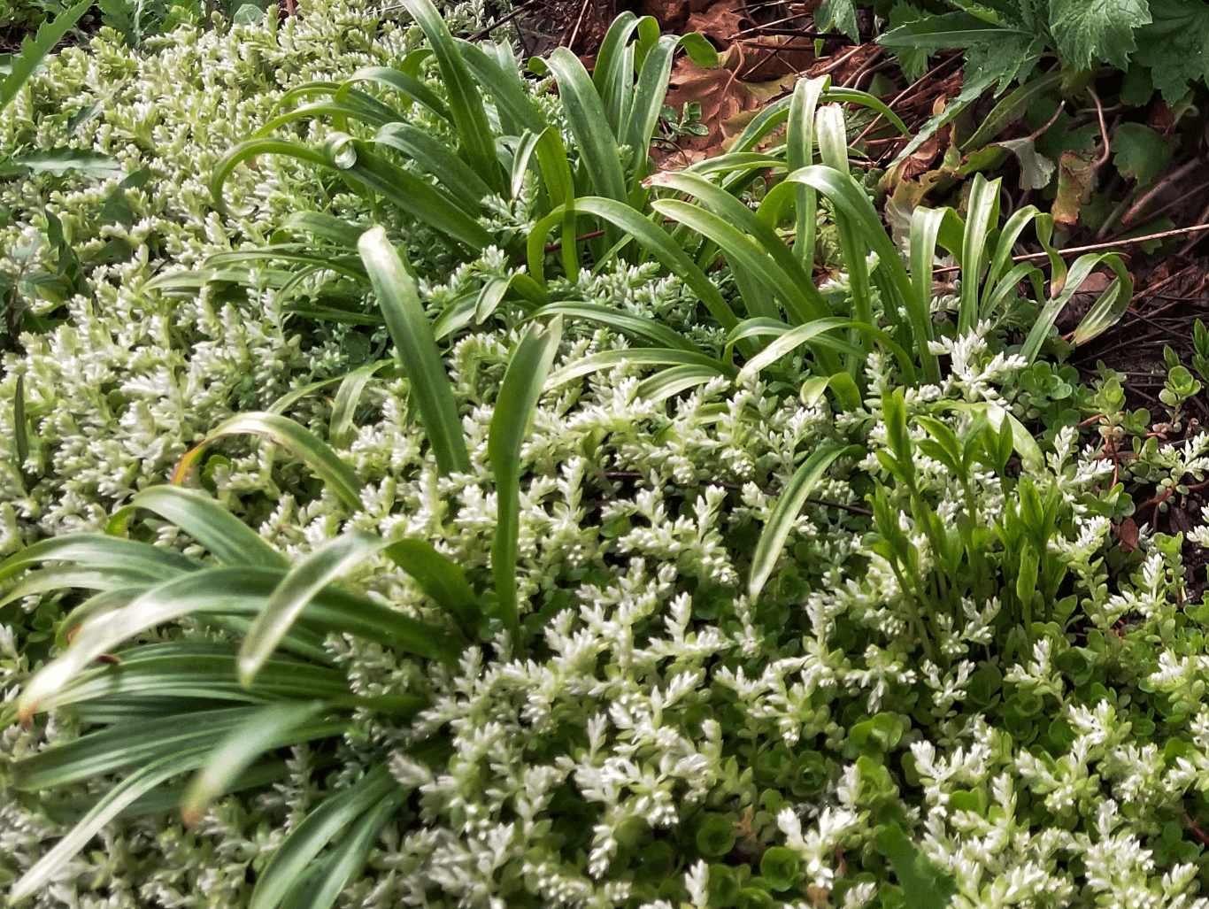 Sedum ternatum (Woodland Stonecrop)