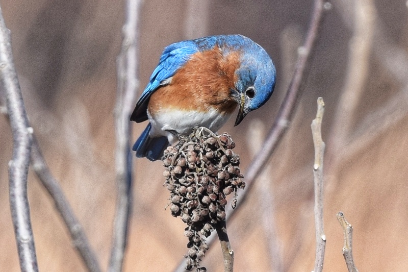 The Complete Guide to Attracting Bluebirds to Nest