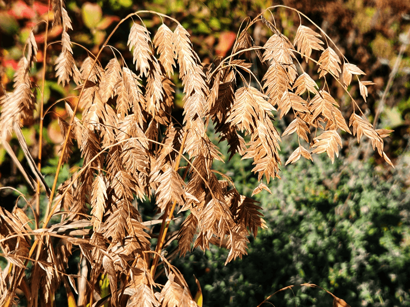 Getting Started with Collecting Native Plant Seeds