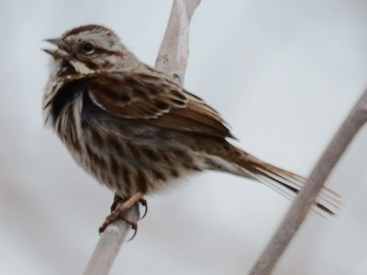 How to Get Song Sparrows to Nest In Your Garden