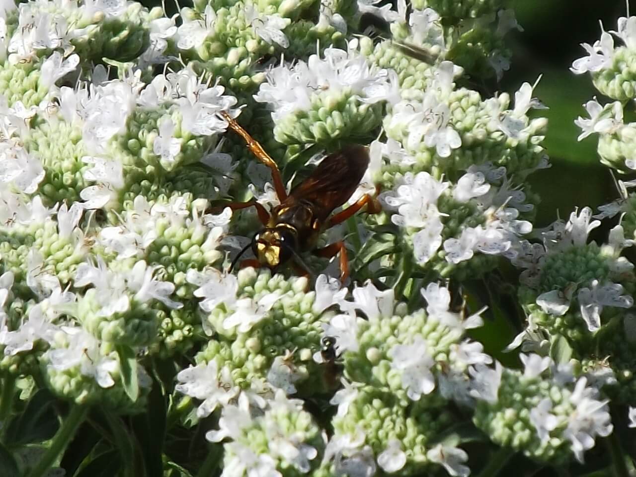 What Are Pollinators?