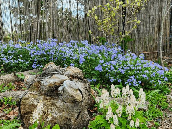 Polemonium reptans (Jacob’s Ladder)