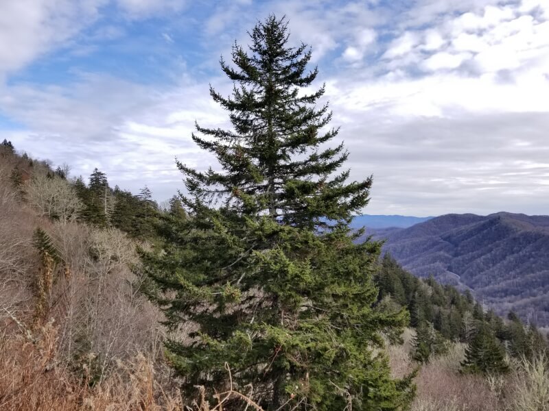 Red spruce tree growing in Great Smoky Mountains National Park, North Carolina