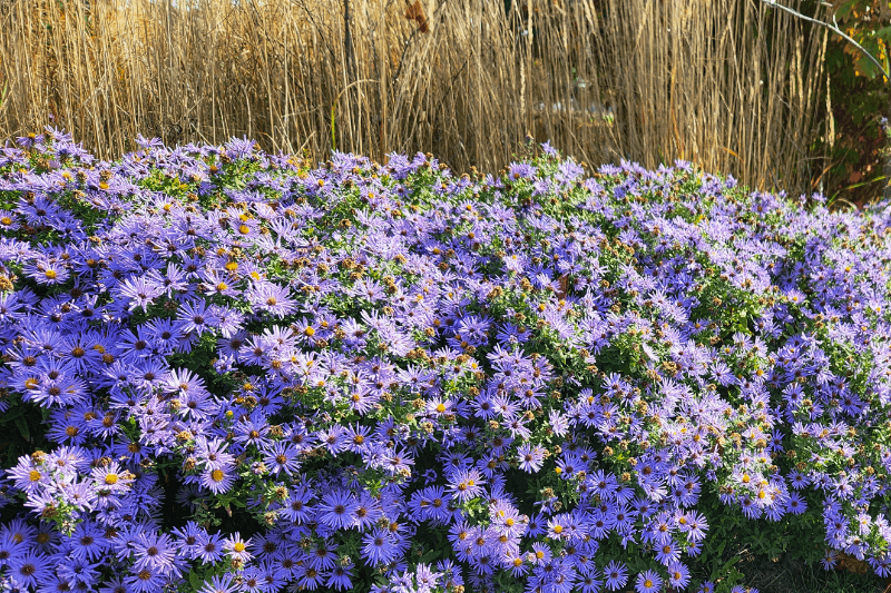 Symphyotrichum oblongifolium (Aromatic Aster)