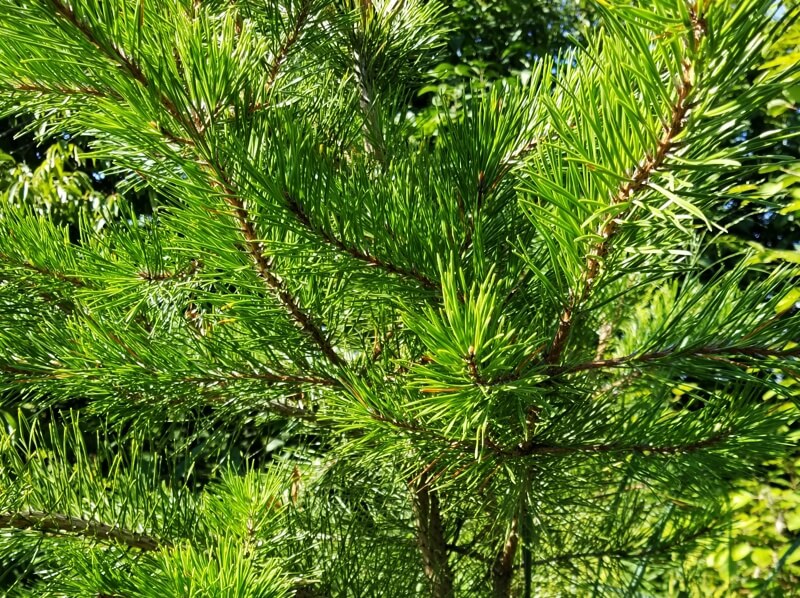 Pinus pungens (Table Mountain Pine)