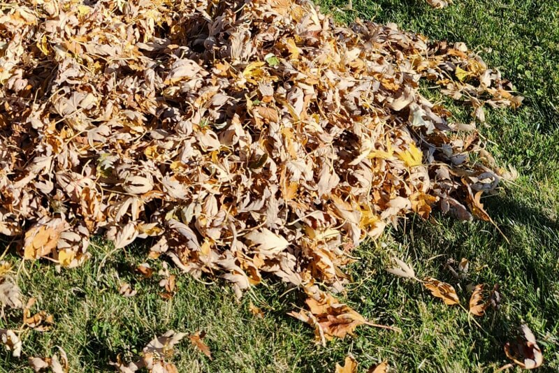 Cover image of raked pile of leaves